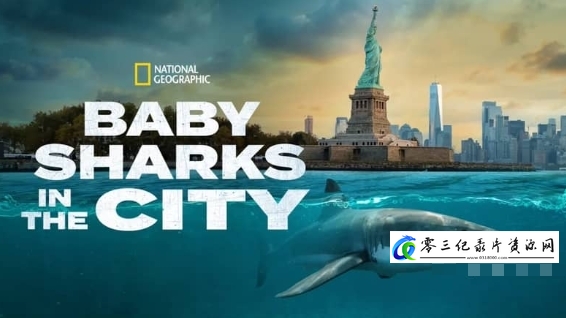 自然纪录片《城市中的鲨鱼宝宝 Baby Sharks in the City》下载-零三纪录片资源网