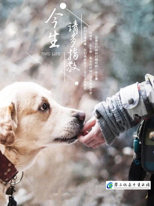 今生,请多指教的海报