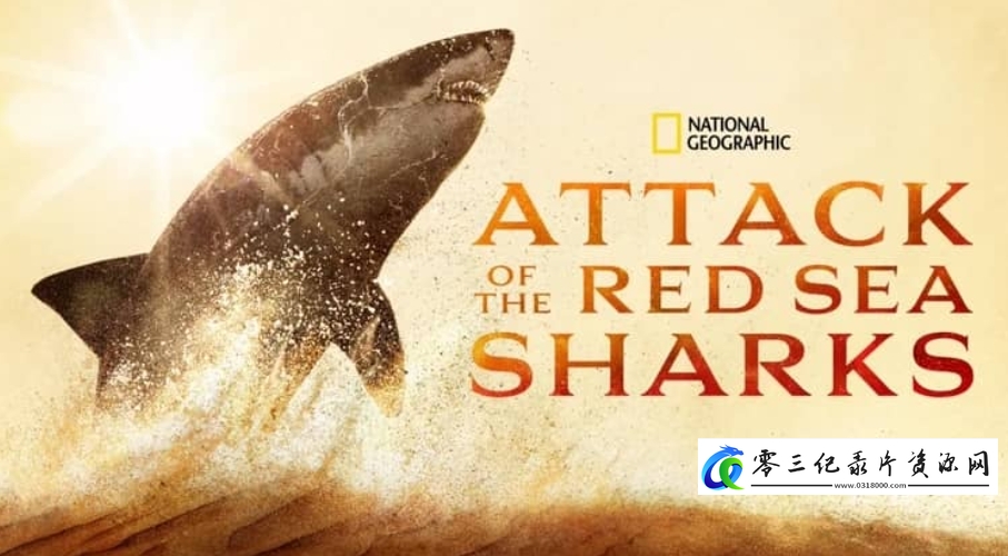 自然纪录片《红海鲨鱼袭击 Attack of the Red Sea Sharks》下载-零三纪录片资源网