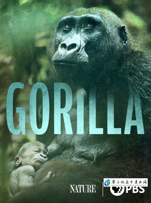 自然纪录片《大猩猩 Gorilla》下载-零三纪录片资源网