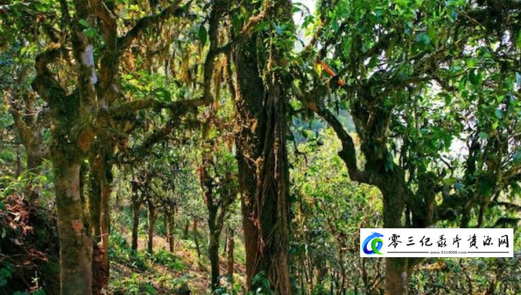 人文地理纪录片《布朗山 2022》下载-零三纪录片资源网