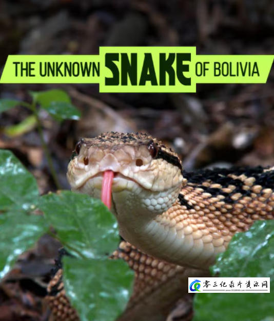 自然纪录片《玻利维亚的未知之蛇 The Unknown Snake of Bolivia》下载-零三纪录片资源网