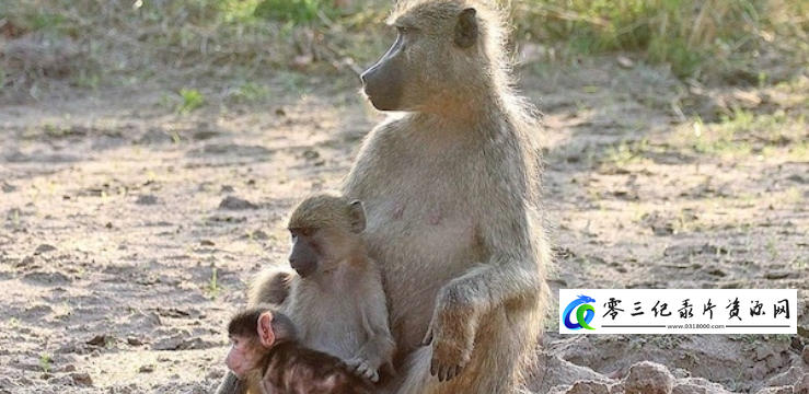 自然纪录片《狒狒成长日记 The Clan of the Baby Baboon 2018》下载-零三纪录片资源网