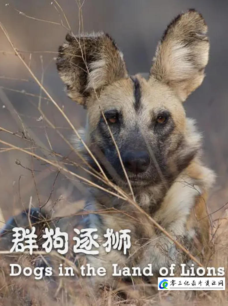 自然纪录片《群狗逐狮 Dogs in the Land of Lions》下载-零三纪录片资源网