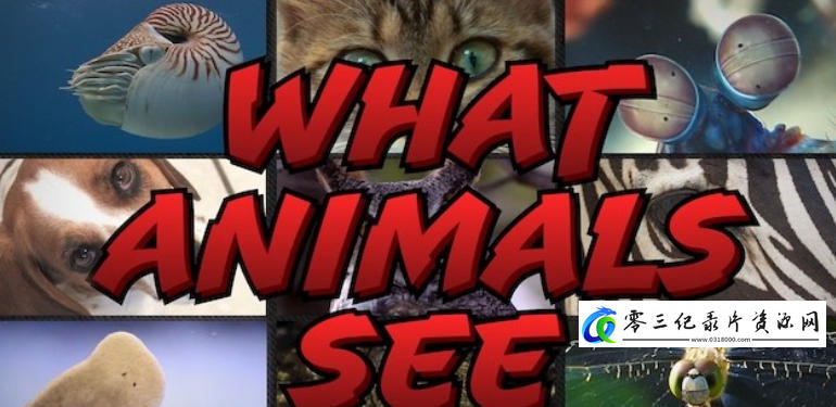 自然纪录片《动物视界 What Animals See》下载-零三纪录片资源网