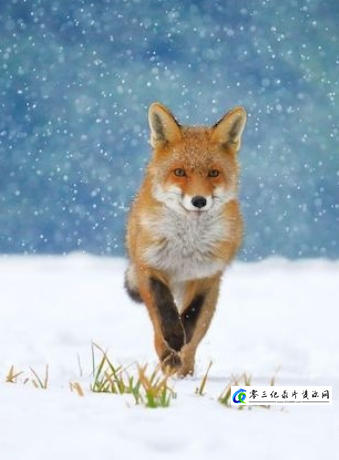 自然纪录片《超级动物 The Animal Within 2020》下载-零三纪录片资源网