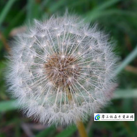 自然纪录片《生物飞行的冷知识》下载-零三纪录片资源网