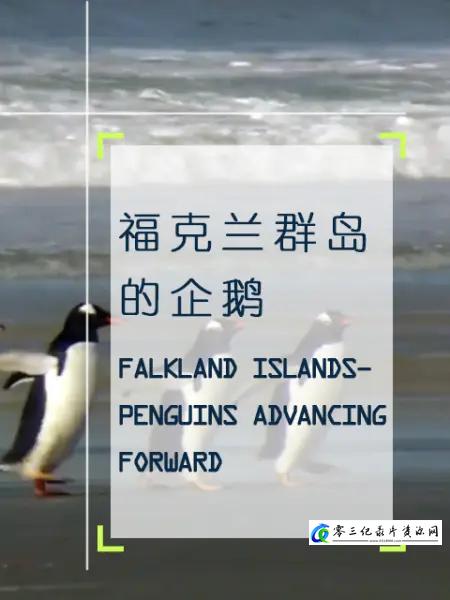 自然纪录片《企鹅之岛：福克兰/福克兰群岛的企鹅 Penguin Island: The Falklands 2010》下载-零三纪录片资源网