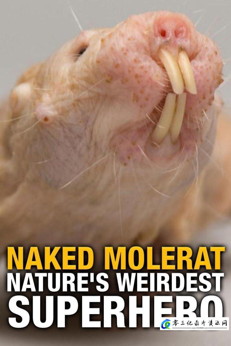科学，健康&医学纪录片《裸鼹鼠 对抗衰老的秘诀 Naked Molerat: Nature's Weirdest Superhero 2017》下载-零三纪录片资源网
