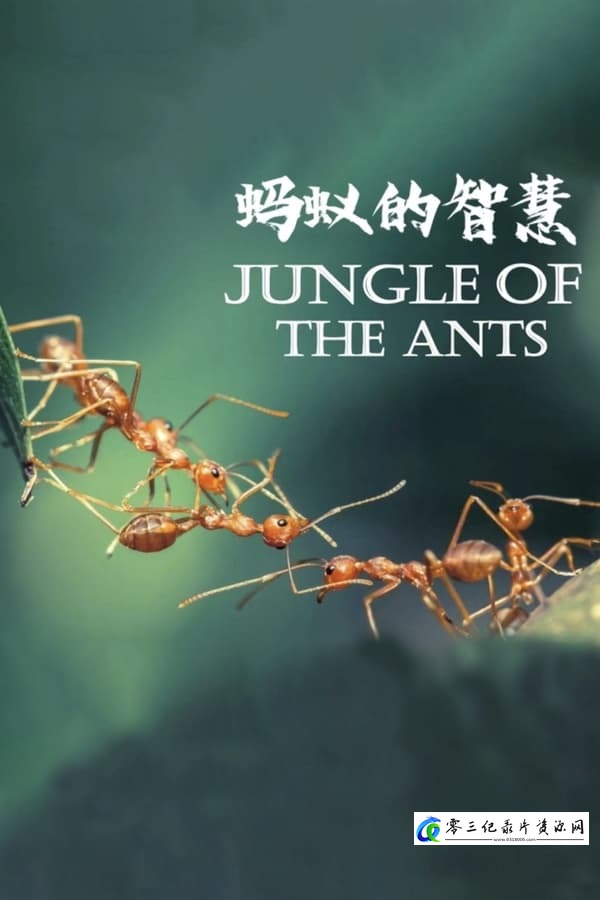 自然纪录片《蚂蚁的智慧 Jungle of the Ants 2023》下载-零三纪录片资源网