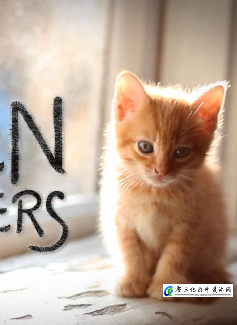 社会生活纪录片《猫咪救援队 Kitten Rescuers》下载-零三纪录片资源网