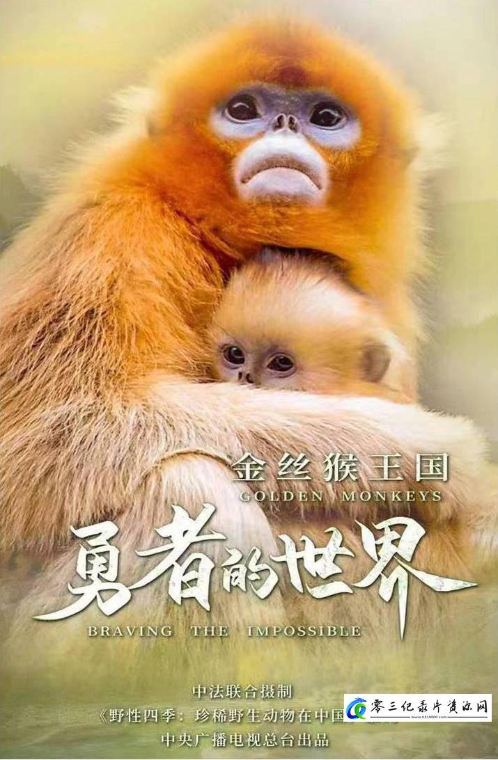 自然纪录片《金丝猴王国：勇者的世界 2023》下载-零三纪录片资源网