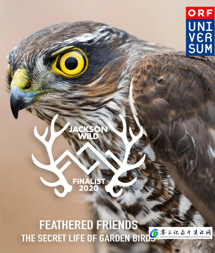 自然纪录片《羽之精灵 Feathered Friends 2019》下载-零三纪录片资源网