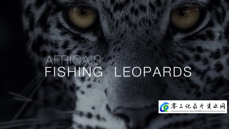 非洲钓鱼豹 Africa's Fishing Leopards的海报