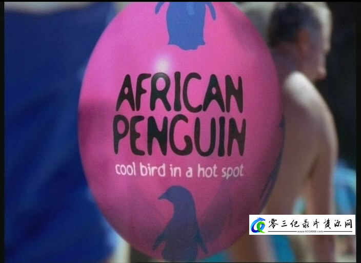自然纪录片《非洲企鹅 African Penguin》下载-零三纪录片资源网