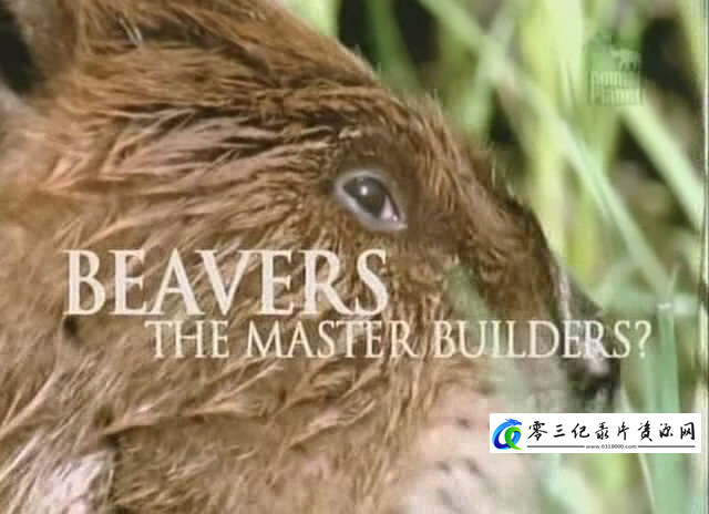 自然纪录片《海狸 – 建筑大师 Beavers – The Master Builders》下载-零三纪录片资源网