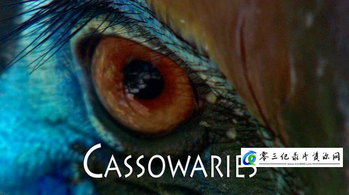 自然纪录片《鹤鸵 Cassowaries》下载-零三纪录片资源网