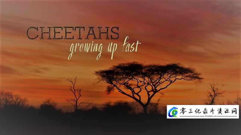 自然纪录片《小猎豹快长大 Cheetahs: Growing Up Fast》下载-零三纪录片资源网
