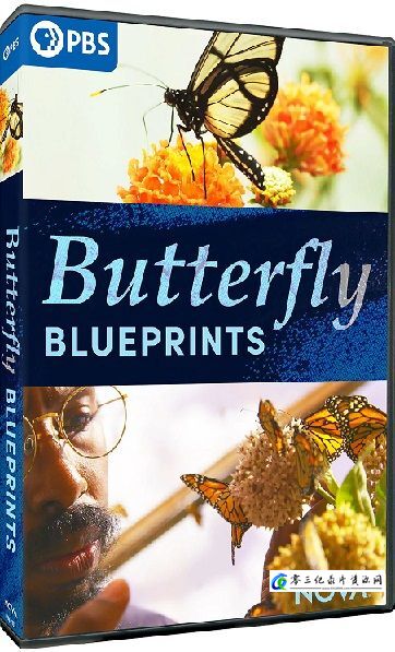 自然纪录片《蝴蝶蓝图 NOVA Series 48: Butterfly Blueprints》下载-零三纪录片资源网