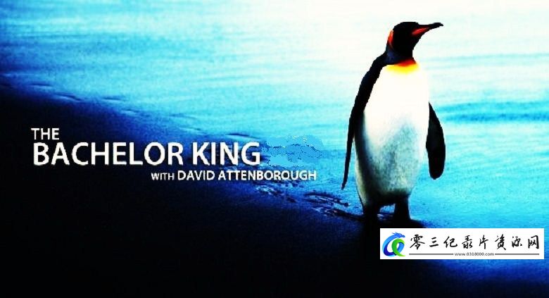 自然纪录片《单身国王 The Bachelor King》下载-零三纪录片资源网
