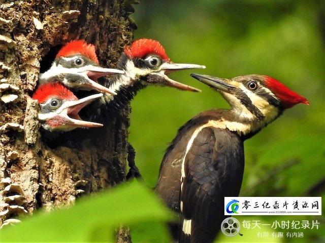 自然纪录片《啄木鸟之家》下载-零三纪录片资源网