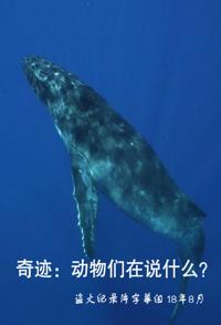 奇迹:动物们在说什么 What Are Animals Saying的海报