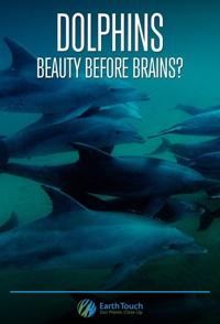 自然纪录片《海豚的美丽与智慧 Dolphins: Beauty Before Brains》下载-零三纪录片资源网