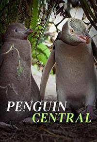 自然纪录片《探秘企鹅王国 Penguin Central》下载-零三纪录片资源网