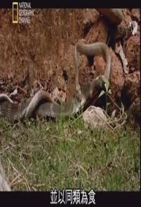 自然纪录片《眼镜王蛇：吃同类的蛇 SECRETS OF THE KING COBRA》下载-零三纪录片资源网