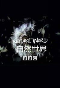 美洲豹 - 巴西的超级猫科动物 美洲豹 - 巴西的大型猫科动物的海报