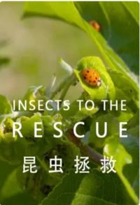 探索纪录片《昆虫拯救 INSECTS TO THE RESCUE!》下载-零三纪录片资源网