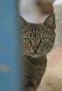 社会生活纪录片《土耳其七喵记 KEDI》下载-零三纪录片资源网