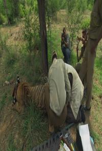 自然世界 2014年全集 Natural World 2014nian collection的海报