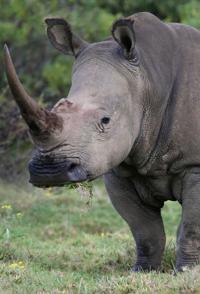 自然纪录片《回归的巨人印度犀 印度犀》下载-零三纪录片资源网