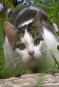 自然纪录片《萌宠也疯狂 萌宠也疯狂》下载-零三纪录片资源网