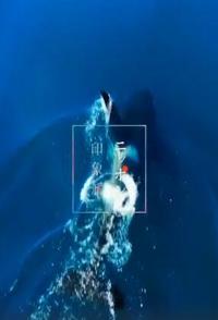 自然纪录片《生命之海 日本印象派「生命之海」》下载-零三纪录片资源网