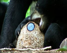 自然纪录片《熊：树林中的窥探 Bears: Spy in the Woods》下载-零三纪录片资源网