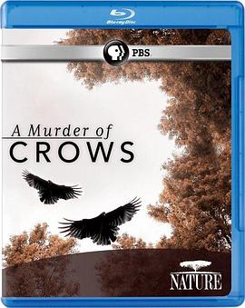 自然纪录片《乌鸦 Nature: A Murder of Crows》下载-零三纪录片资源网