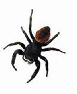 自然纪录片《超级蜘蛛 Super Spider》下载-零三纪录片资源网