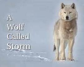 自然纪录片《自然世界：狼之风暴 The Natural World: A Wolf Called Storm》下载-零三纪录片资源网
