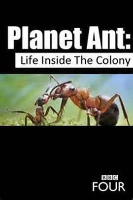 自然纪录片《蚂蚁星球 Planet Ant: Life Inside the Colony》下载-零三纪录片资源网