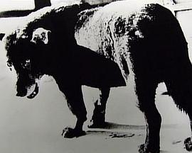 艺术纪录片《犬的记忆 森山大道・写真之旅 犬の記憶~森山大道・写真への旅~》下载-零三纪录片资源网