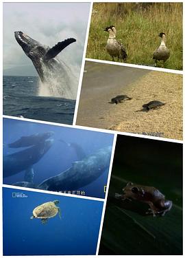 人文地理纪录片《野性夏威夷 Wild Hawaii》下载-零三纪录片资源网