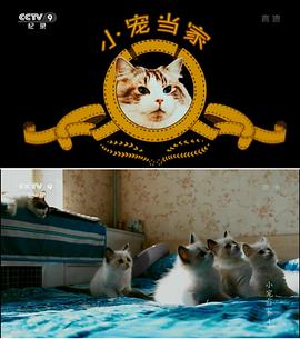 小宠当家的海报