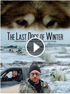 自然纪录片《濒危的爱斯基摩犬 The Last Dogs of Winter》下载-零三纪录片资源网