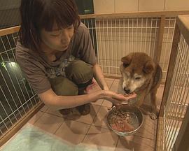 纪实72小时 大城市里动物的庇护所 ドキュメント72時間 大都会 犬と猫のシェルターで的海报