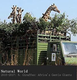 自然纪录片《长颈鹿:非洲的温柔巨人 Natural World - Giraffes: Africa's Gentle Giants》下载-零三纪录片资源网