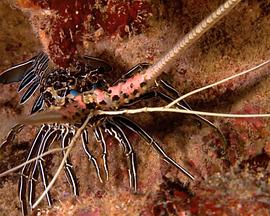 自然纪录片《大海的风景 Visions of the Sea: Explorations》下载-零三纪录片资源网