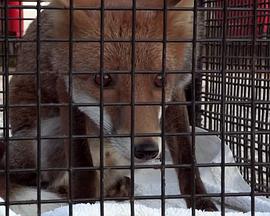 自然纪录片《狐狸生存之战 Fox Wars》下载-零三纪录片资源网