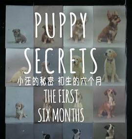自然纪录片《小汪的秘密：初生的六个月 Puppy Secrets: The First Six Months》下载-零三纪录片资源网